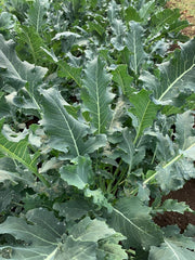 Load image into Gallery viewer, Broccoli, &#39;Broccolo Fiolaro di Creazzo&#39;
