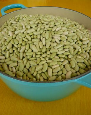 Bean, Bush Dry, 'Flageolet Vert'