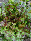 Lettuce, 'Flashy Butter Oak'