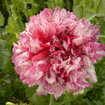 Load image into Gallery viewer, Poppy, Peony, &#39;Flemish Antique&#39;
