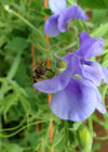 Sweet Pea, 'Flora Norton'