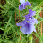 Load image into Gallery viewer, Sweet Pea, &#39;Flora Norton&#39;
