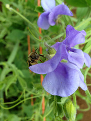 Load image into Gallery viewer, Sweet Pea, &#39;Flora Norton&#39;
