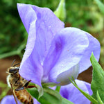 Load image into Gallery viewer, Sweet Pea, &#39;Flora Norton&#39;

