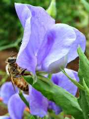 Load image into Gallery viewer, Sweet Pea, &#39;Flora Norton&#39;
