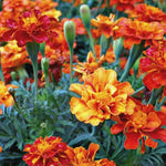 Load image into Gallery viewer, Marigold, &#39;French Brocade&#39;
