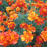 Load image into Gallery viewer, Marigold, &#39;French Brocade&#39;
