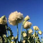 Load image into Gallery viewer, Poppy, Peony, 'Frilled White'
