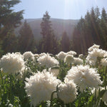 Load image into Gallery viewer, Poppy, Peony, 'Frilled White'
