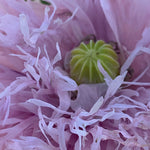 Load image into Gallery viewer, Poppy, Peony, &#39;Lilac Pompom&#39;
