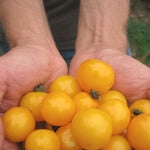 Load image into Gallery viewer, Tomato, &#39;Galina&#39;
