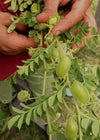 Garbanzo, 'Black Kabouli'