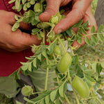 Load image into Gallery viewer, Garbanzo, &#39;Black Kabouli&#39;
