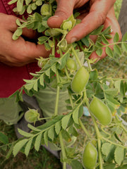 Load image into Gallery viewer, Garbanzo, &#39;Black Kabouli&#39;
