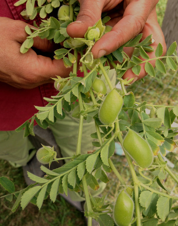 Garbanzo, 'Black Kabouli'