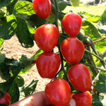 Load image into Gallery viewer, Tomato, &#39;Gardener&#39;s Sweetheart&#39;
