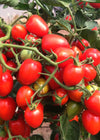 Tomato, 'Gardener's Sweetheart'