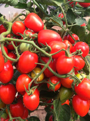 Load image into Gallery viewer, Tomato, &#39;Gardener&#39;s Sweetheart&#39;
