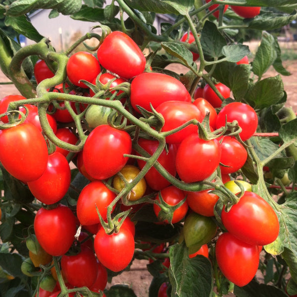 Tomato, 'Gardener's Sweetheart'