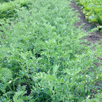 Load image into Gallery viewer, Garbanzo, &#39;Black Kabouli&#39;
