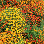 Load image into Gallery viewer, Marigold, &#39;Gems&#39;
