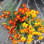 Load image into Gallery viewer, Marigold, &#39;Gems&#39;
