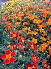 Load image into Gallery viewer, Marigold, &#39;Gems&#39;
