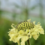 Load image into Gallery viewer, Scabiosa, &#39;Giant Yellow&#39;
