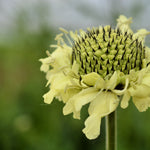 Load image into Gallery viewer, Scabiosa, &#39;Giant Yellow&#39;
