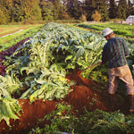 Load image into Gallery viewer, Cardoon, &#39;Gobbo di Nizza&#39;
