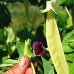 Load image into Gallery viewer, Snow Pea, &#39;Golden Sweet&#39;
