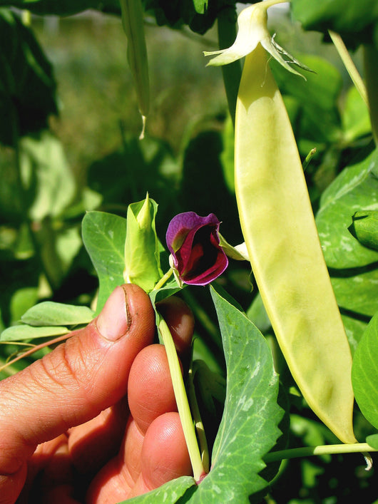 Snow Pea, 'Golden Sweet'