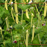 Load image into Gallery viewer, Snow Pea, &#39;Golden Sweet&#39;
