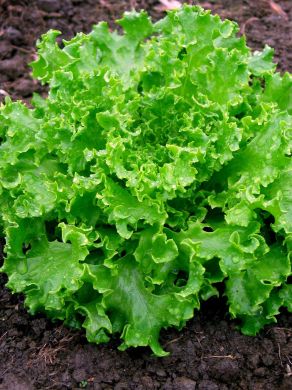 Lettuce, 'Goldrush'