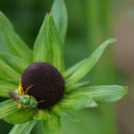 Load image into Gallery viewer, Rudbeckia, &#39;Green Wizard&#39;
