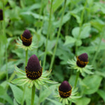 Load image into Gallery viewer, Rudbeckia, &#39;Green Wizard&#39;
