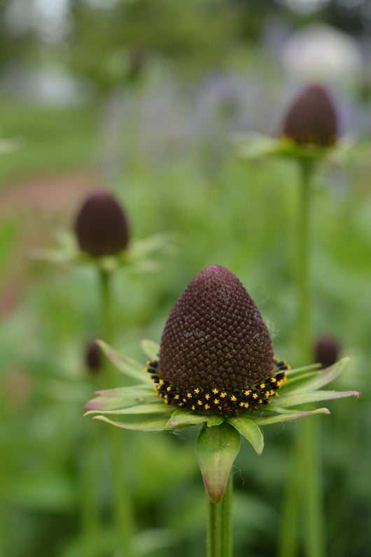 Rudbeckia, 'Green Wizard'