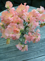 Load image into Gallery viewer, Sweet Pea, &#39;Heaven Scent&#39;
