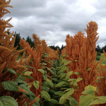 Load image into Gallery viewer, Amaranth, &#39;Hot Biscuits&#39;
