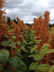 Load image into Gallery viewer, Amaranth, &#39;Hot Biscuits&#39;

