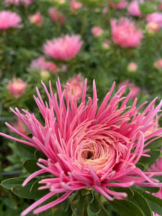 Aster, China, 'Hot Pants'