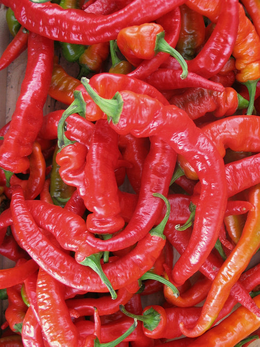 Hot Pepper, 'Hot Portugal'