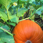 Load image into Gallery viewer, Pumpkin &#39;Howden&#39;
