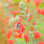 Load image into Gallery viewer, Salvia, &#39;Texas Hummingbird Sage&#39;
