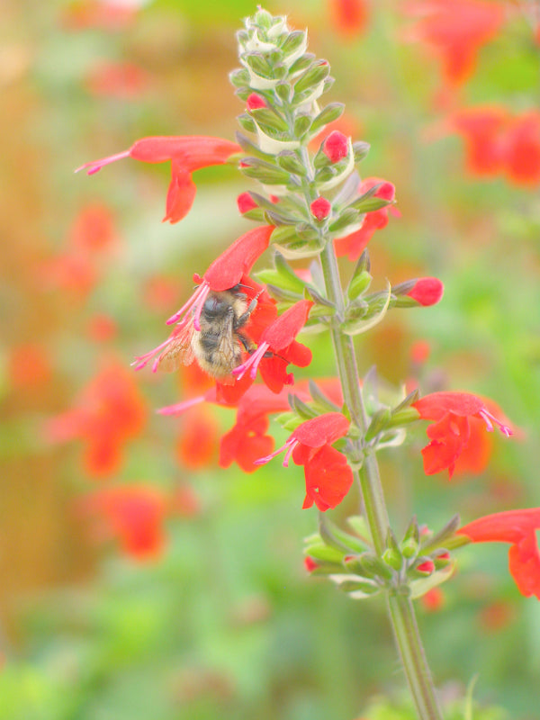 Salvia, 'Texas Hummingbird Sage'