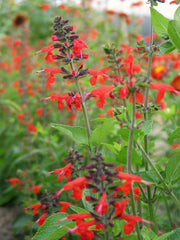 Load image into Gallery viewer, Salvia, &#39;Texas Hummingbird Sage&#39;

