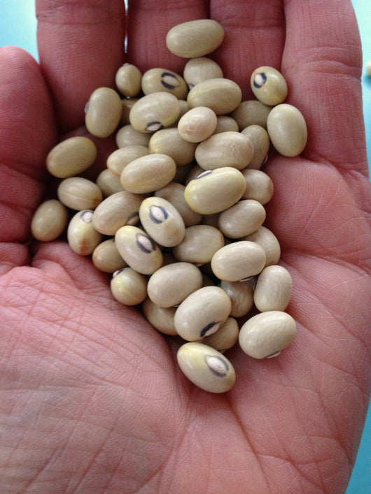 Bean, Bush Dry, 'Hutterite'