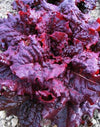 Lettuce, 'Hyper Red Rumpled Wave'