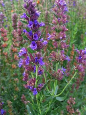 Hyssop