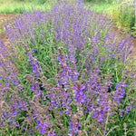 Load image into Gallery viewer, Hyssop
